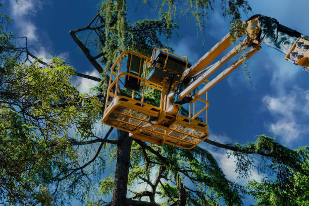 Large Tree Removal in Grace, ID